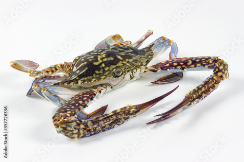The flower crab or blue crab, Portunus pelagicus