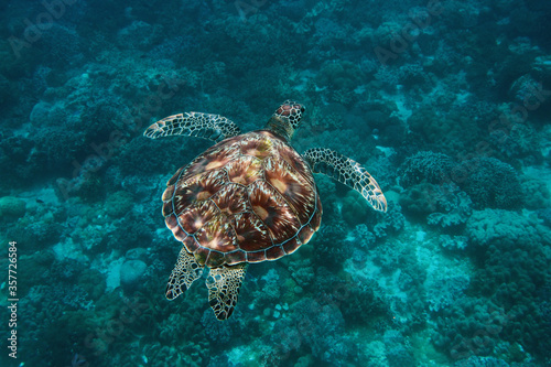 Green sea turtle (Chelonia mydas) swimming underwater