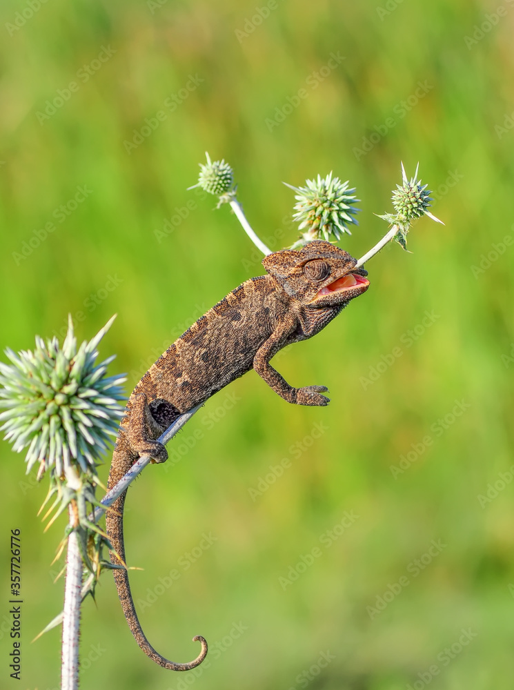 Macro shots, Beautiful nature scene green chameleon Macro shots, Beautiful nature scene green chameleon