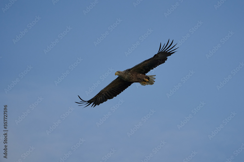 Fototapeta premium White tailed Eagle Catching eel Raptor Lake Hunting Flying Wings
