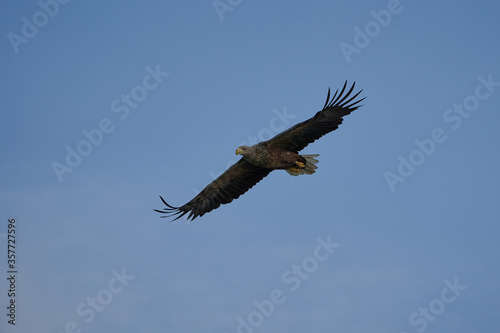 White tailed Eagle Catching eel Raptor Lake Hunting Flying Wings