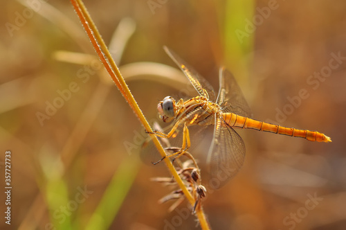 Macro shots, Beautiful nature scene dragonfly.   