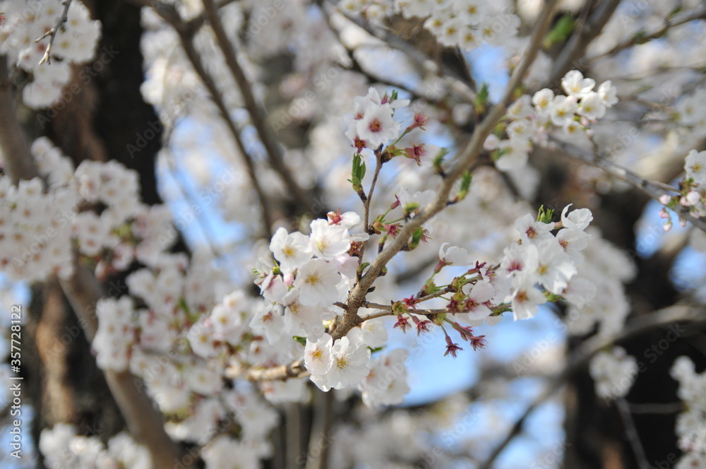 桜