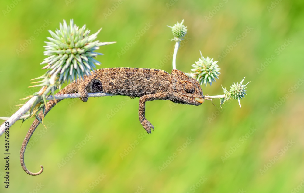 Fototapeta premium Macro shots, Beautiful nature scene green chameleon 