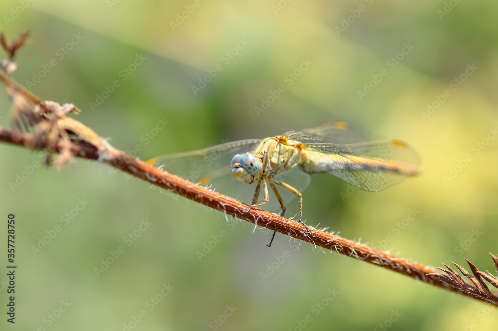 Macro shots, Beautiful nature scene dragonfly. Macro shots, Beautiful nature scene dragonfly.