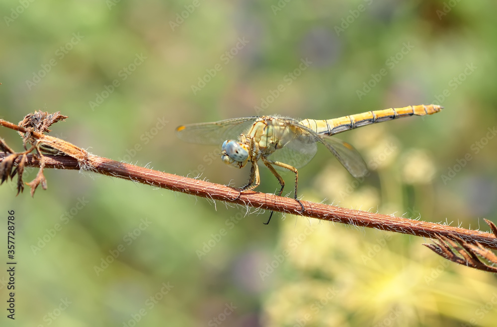 Macro shots, Beautiful nature scene dragonfly. Macro shots, Beautiful nature scene dragonfly.