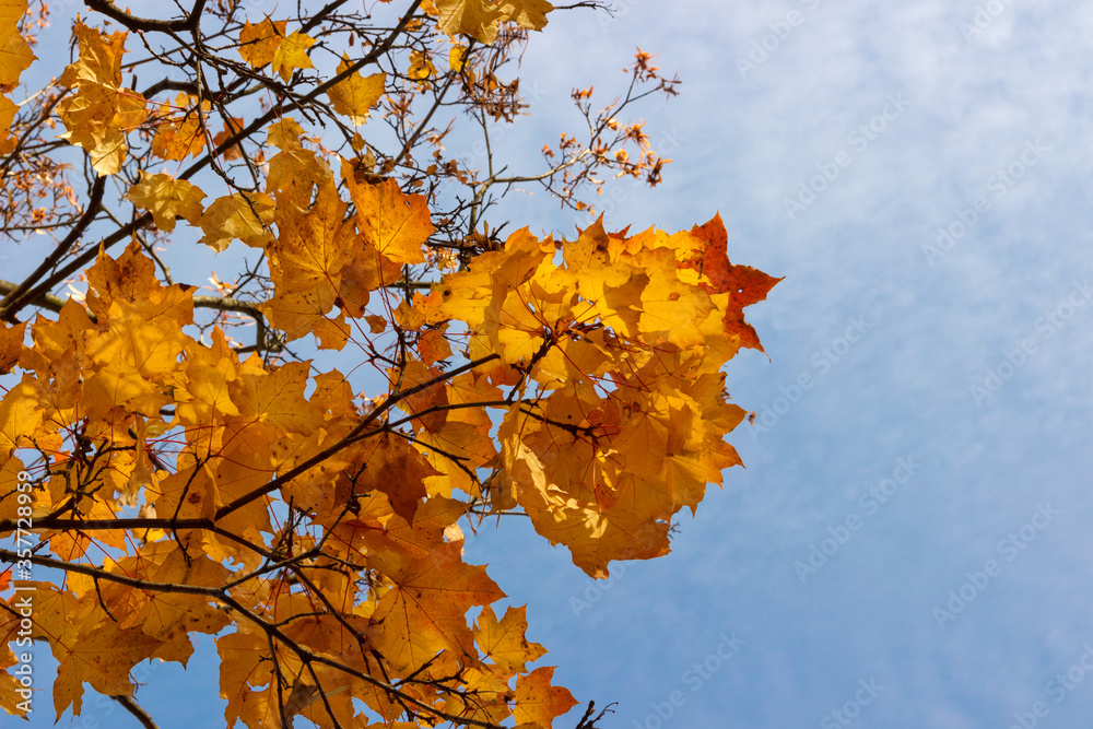 Autumn maple leaves on a sunny day against the blue sky, abstract background and blurred leaves. Autumn maple leaves on a sunny day against the blue sky, abstract background and blurred leaves.