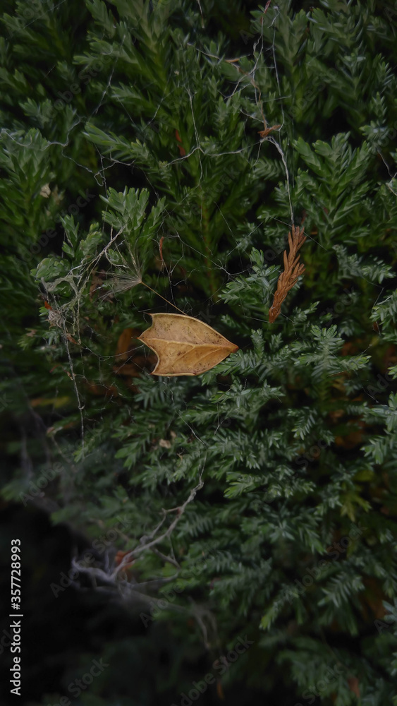Dry leaves and dandelion seed trapped at the spider web, selective focus. Nature background.
Dry leaves and dandelion seed trapped at the spider web, selective focus. Nature background.
