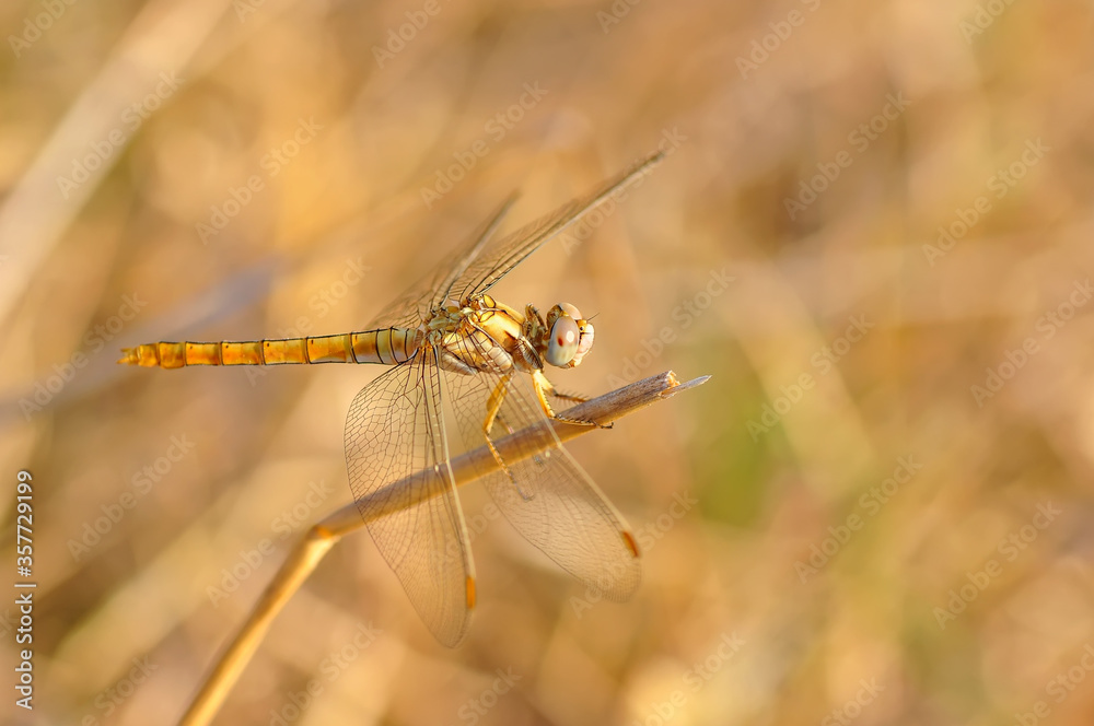 Macro shots, Beautiful nature scene dragonfly.   