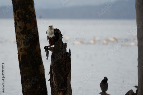 African Fish Sea Eagle Catching Fish Lake Hunting Haliaeetus vocifer photo