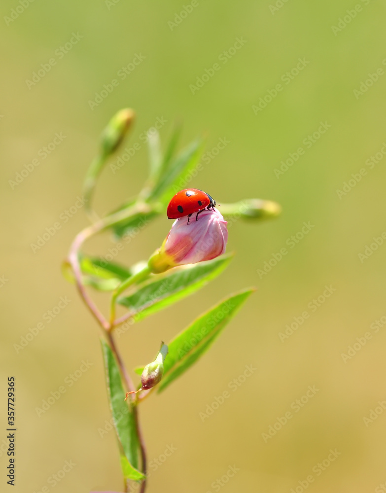 Beautiful ladybug on leaf defocused background Beautiful ladybug on leaf defocused background