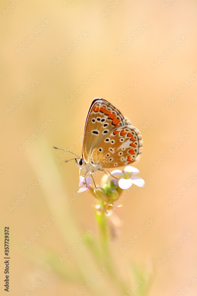 Fototapeta premium Closeup beautiful butterfly in a summer garden