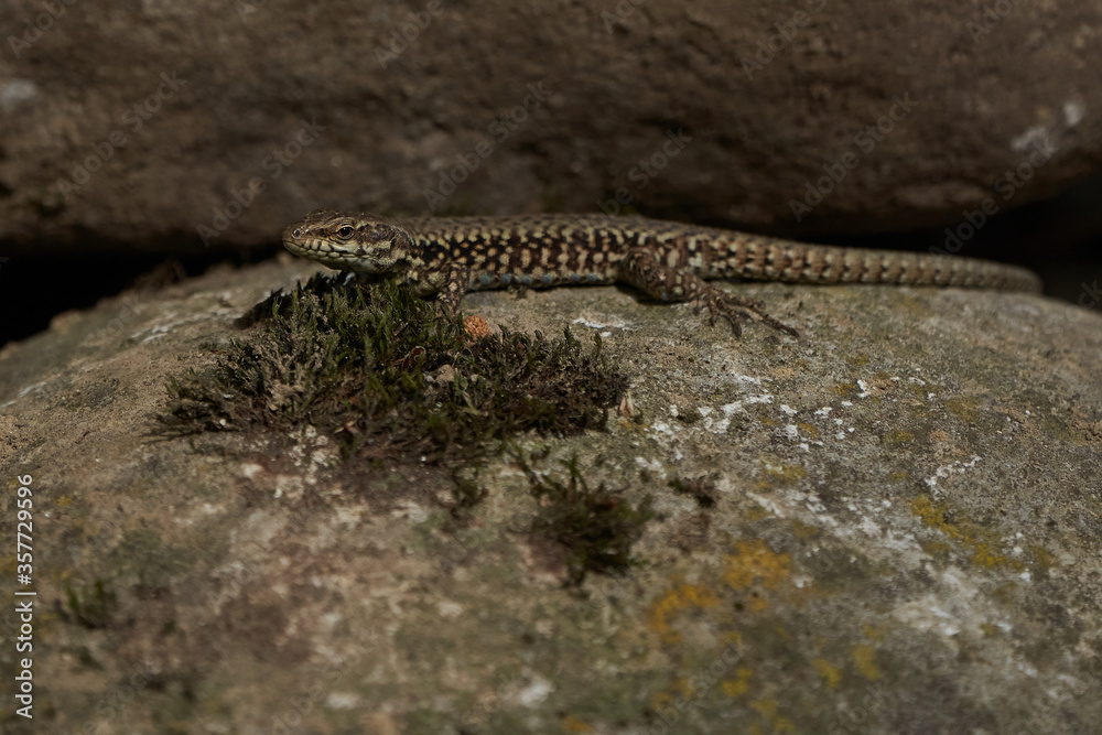 common wall lizard podarcis muralis Reptile Close up Portrait Clear common wall lizard podarcis muralis Reptile Close up Portrait Clear