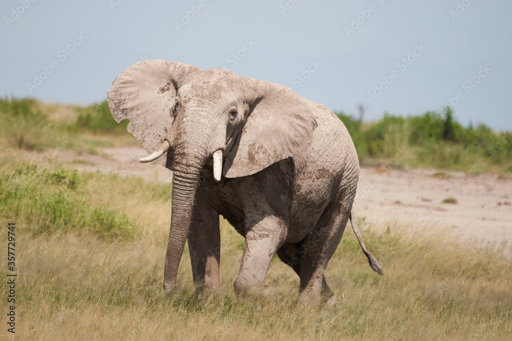 Elephant Big Huge Tusker Amboseli - Big Five Safari -Baby African bush elephant Loxodonta africana Elephant Big Huge Tusker Amboseli - Big Five Safari -Baby African bush elephant Loxodonta africana