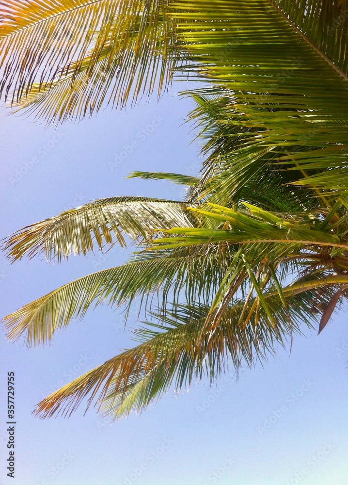 Fototapeta premium palm tree in the blue sky