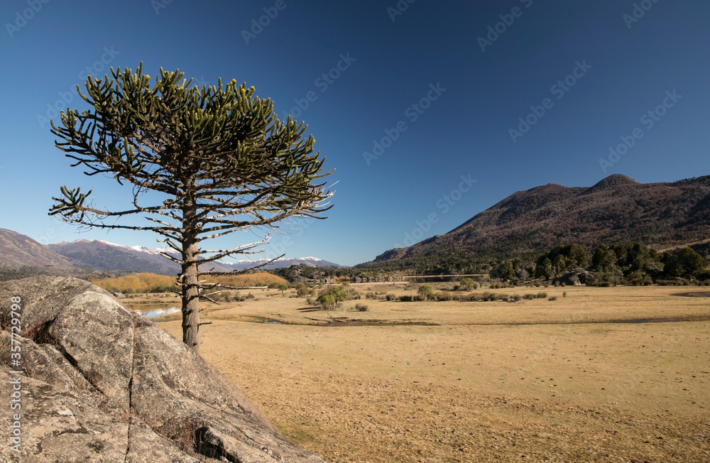 Patagonia. Arid landscape. Single Araucaria araucana or Monkey Puzzle tree, grown in a rock. The mountains, forest and yellow meadow in autumn.