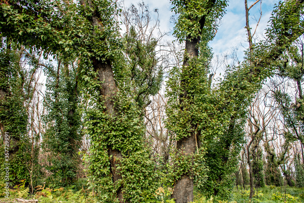 Fototapeta premium Australian bushfires aftermath: eucalyptus trees recovering after severe fire damage. Eucalyptus can survive and re-sprout from buds under their bark or from a lignotuber at the base of the tree.