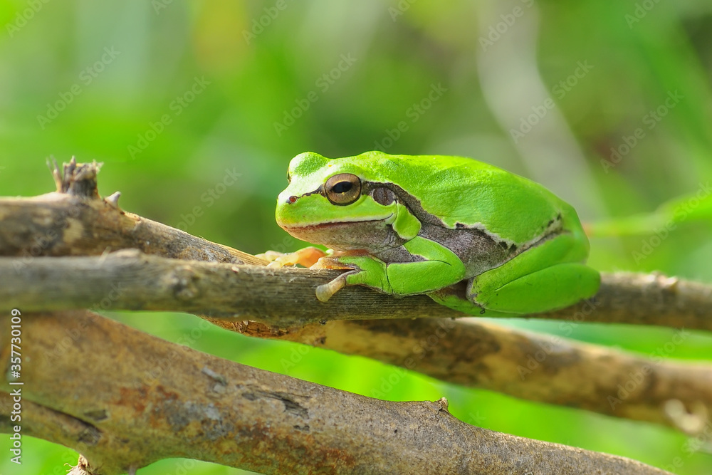 Beautiful Europaean Tree frog Hyla arborea Beautiful Europaean Tree frog Hyla arborea