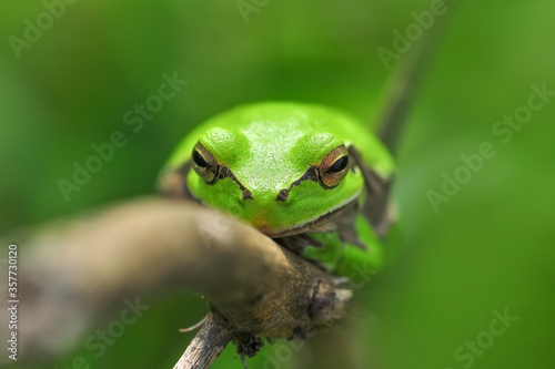 Beautiful Europaean Tree frog Hyla arborea 