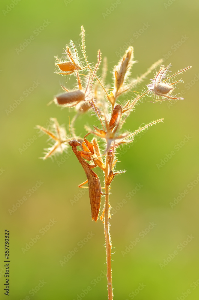 Close up of pair of Beautiful European mantis ( Mantis religiosa ) Close up of pair of Beautiful European mantis ( Mantis religiosa )