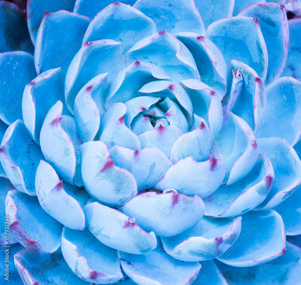 Obraz premium Succulents cactus for decoration. Cactus succulents in a planter.