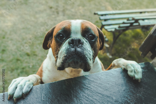Принти на полотні boxer dog with cute look