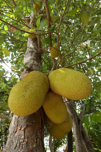 big natural jackfruit tropical fruit on tree of agriculture plantation