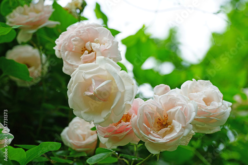 Fototapeta Naklejka Na Ścianę i Meble -  Pale pink flower of the New Dawn climbing rose