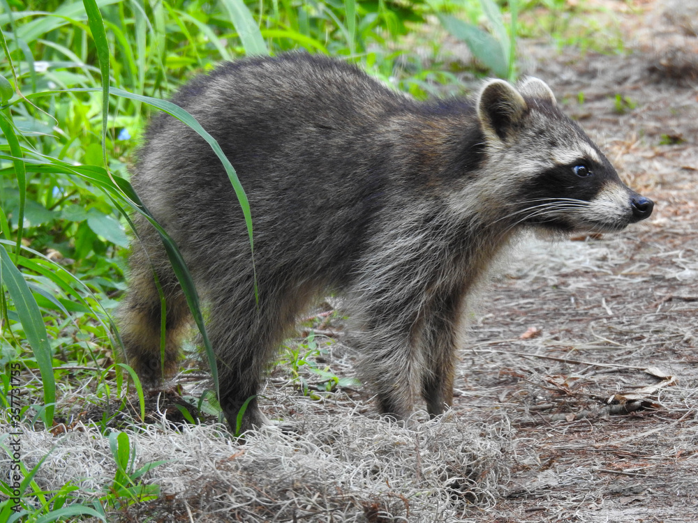Raccoon in the Florida wetlands
