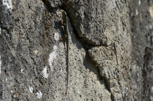 common wall lizard podarcis muralis Reptile Close up Portrait Clear photo