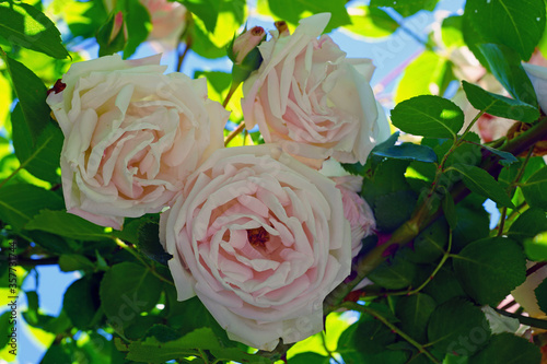 Fototapeta Naklejka Na Ścianę i Meble -  Pale pink flower of the New Dawn climbing rose