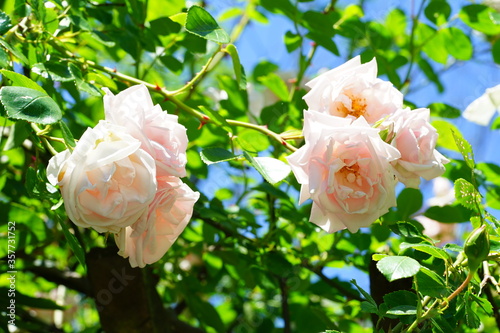 Fototapeta Naklejka Na Ścianę i Meble -  Pale pink flower of the New Dawn climbing rose