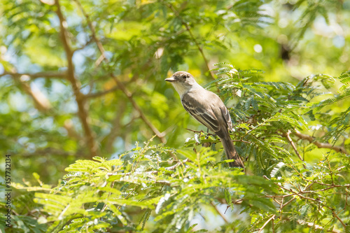 La Sagra's Flycatcher