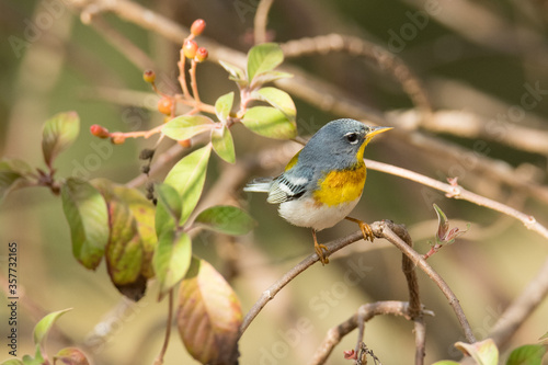 Olive-capped Warbler