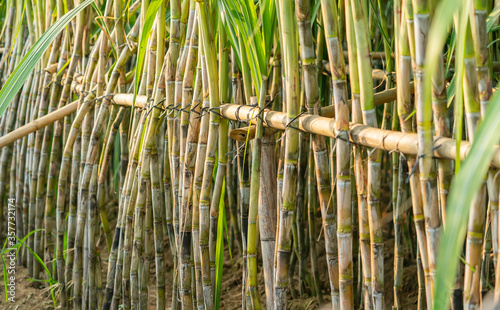 Sugarcane planted to produce sugar and food.