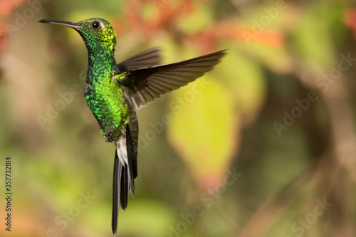 Cuban Emerald