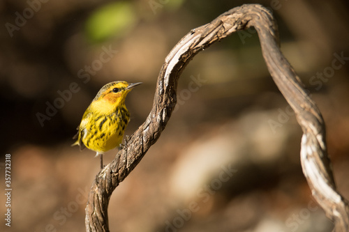 Cape May Warbler