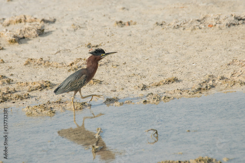 Green Heron
