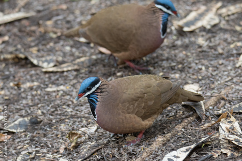 Blue-headed Quail Dove