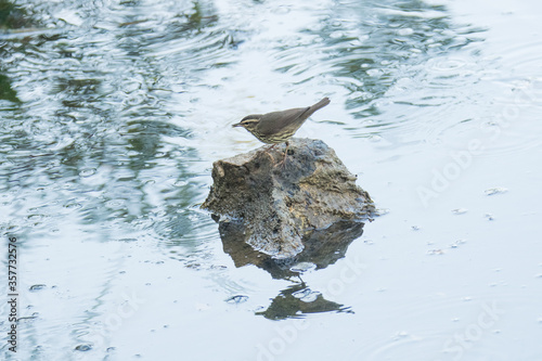 Water Thrush