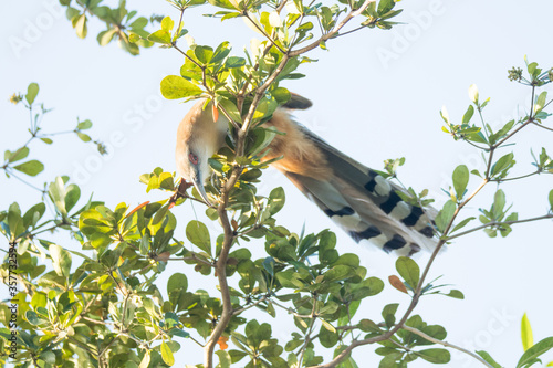 Great Lizard Cuckoo
