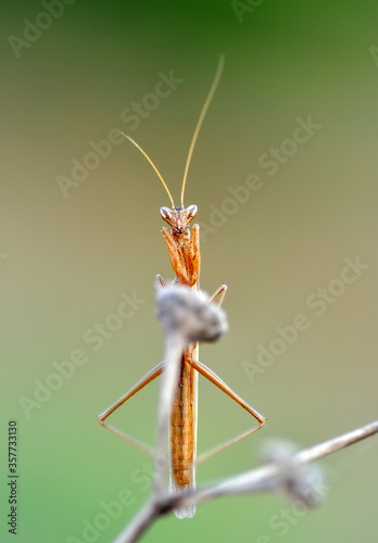 Close up of pair of Beautiful European mantis ( Mantis religiosa )