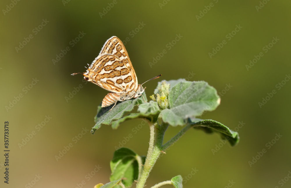 Closeup beautiful butterfly in a summer garden Closeup beautiful butterfly in a summer garden