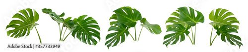 collection of green monstera tropical plant leaf on white background for design elements, Flat lay,clipping path  photo