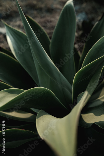 Close up of green succulent plant
