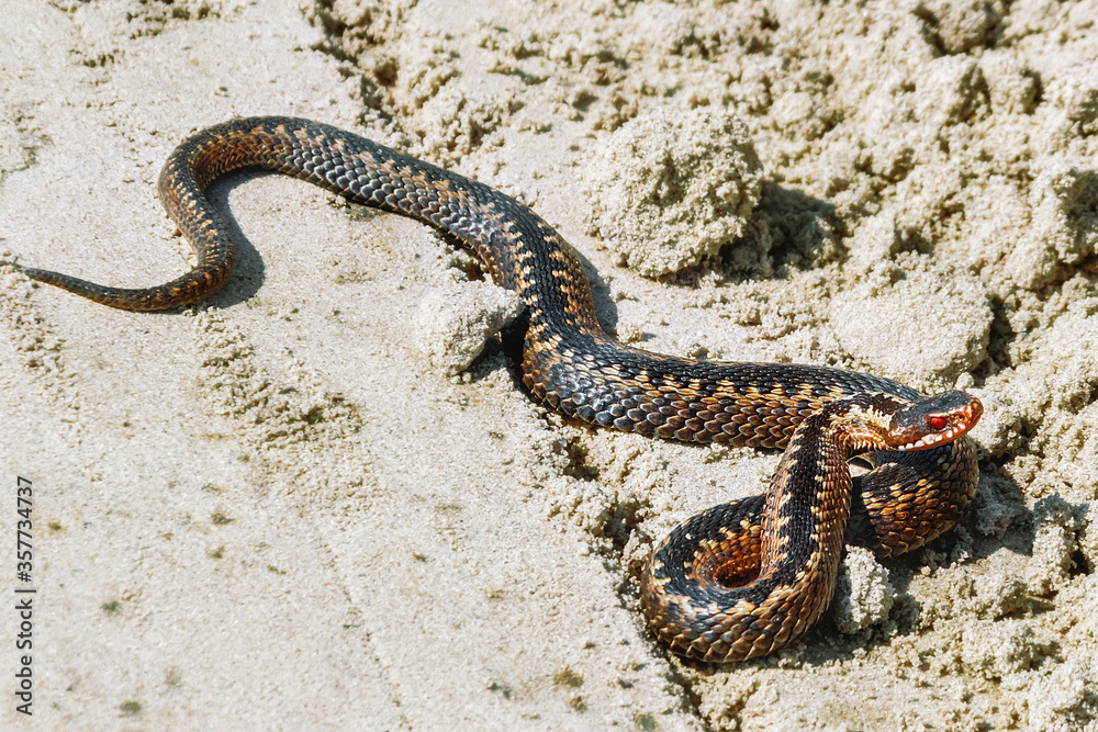Vipera berus. Viper. A poisonous snake crawls on the sand. Vipera berus. Viper. A poisonous snake crawls on the sand.
