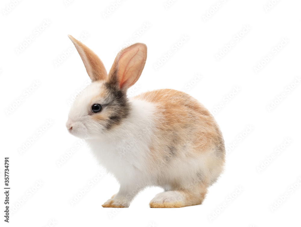 Adorable baby three colour rabbit standing and looking at the top. Studio shot, isolated on white background