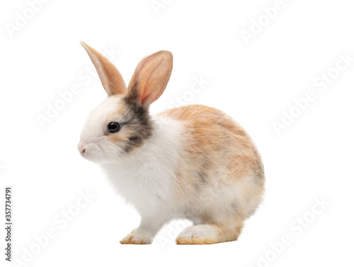 Adorable baby three colour rabbit standing and looking at the top. Studio shot, isolated on white background