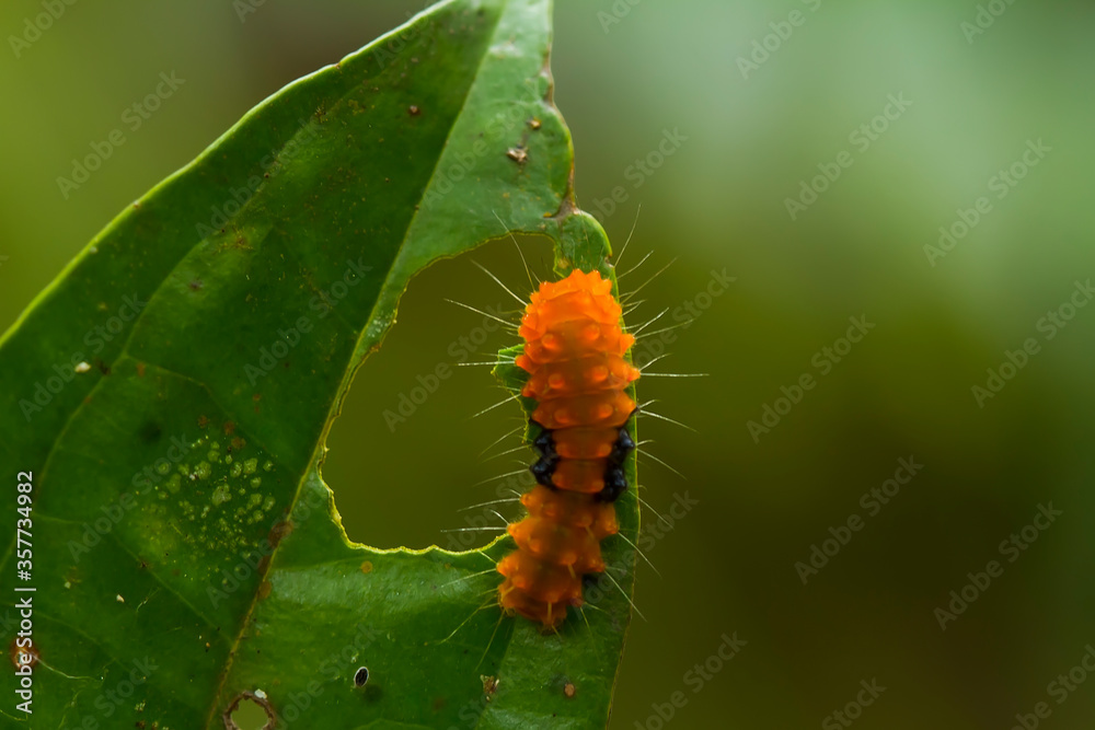 Fototapeta premium caterpillar on leaf