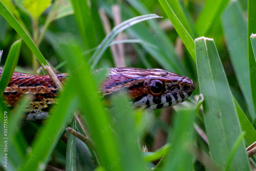 Fototapeta premium Corn Snake (Pantherophis guttatus) crawling through a backyard in Stuart, Florida, USA